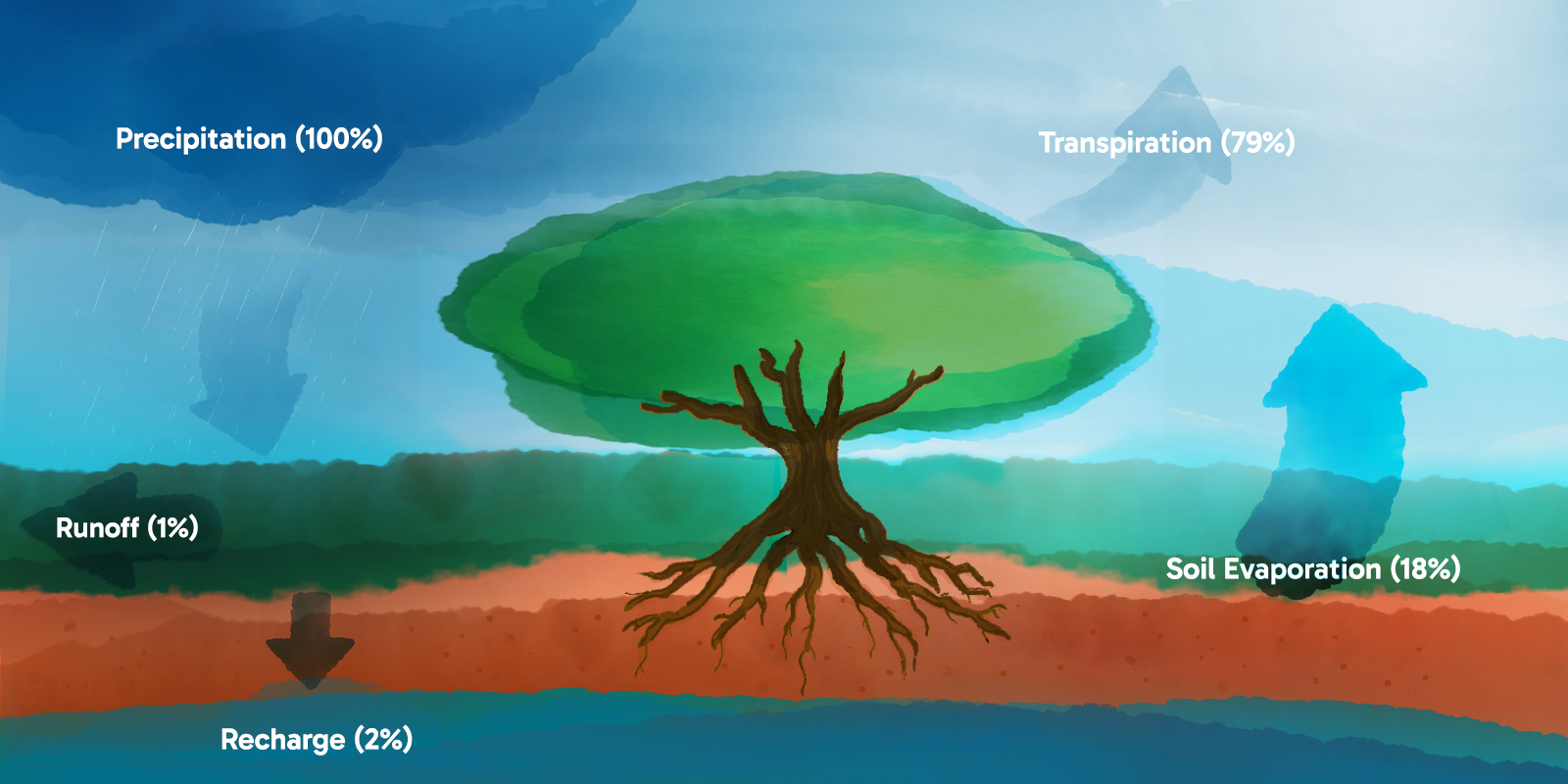 Precipitation (100%), Transpiration (79%), Runoff (1%), Recharge (2%), Soil Evaporation (18%)